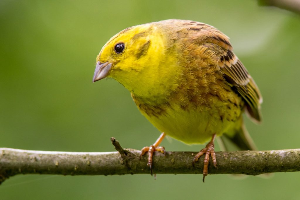 YellowHammer Song Bird