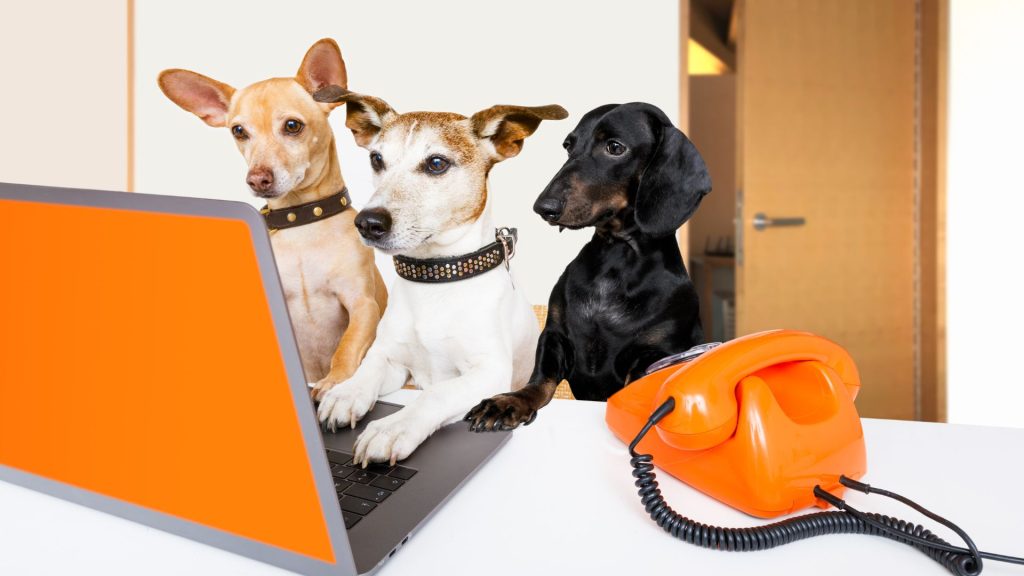 3 little dogs looking at a laptop ready to take customer service calls on an orange phone.