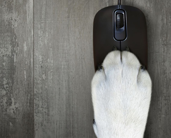 Dog paw on mouse