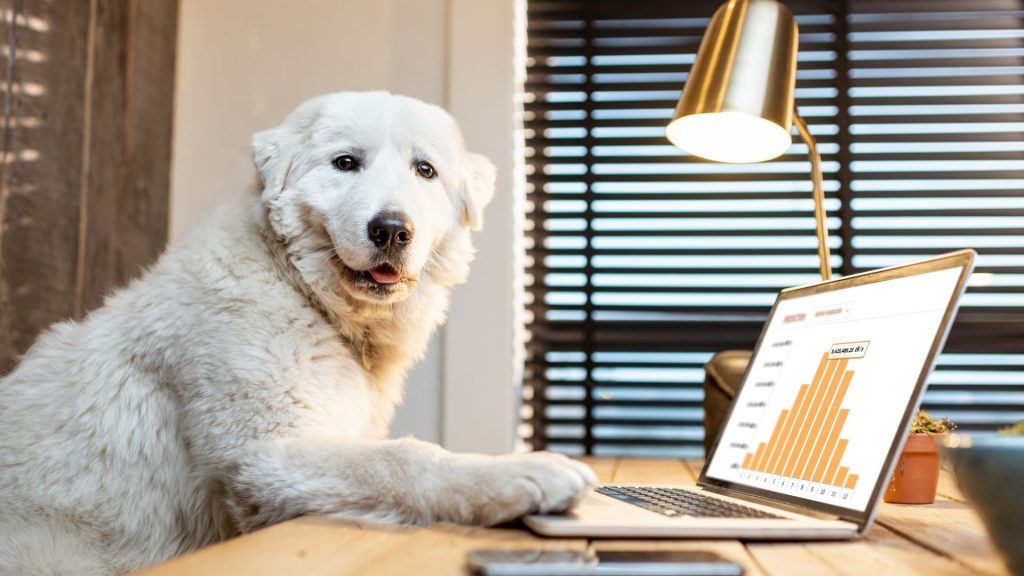 dog on laptop