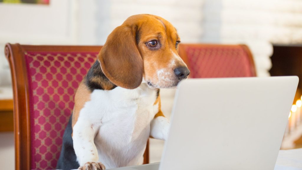 dog looking at laptop