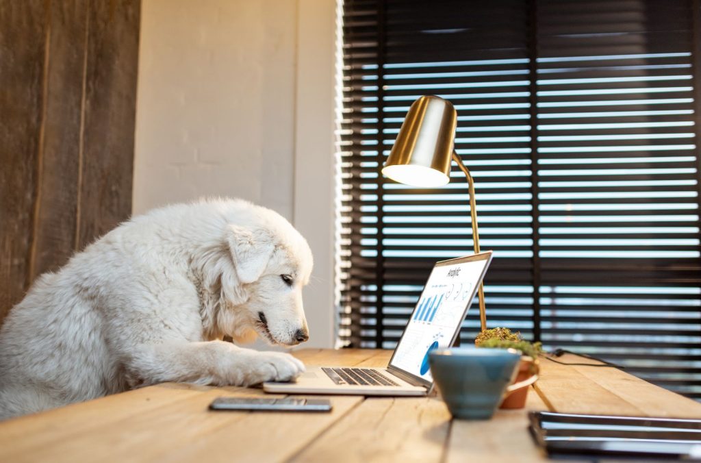 dog on laptop